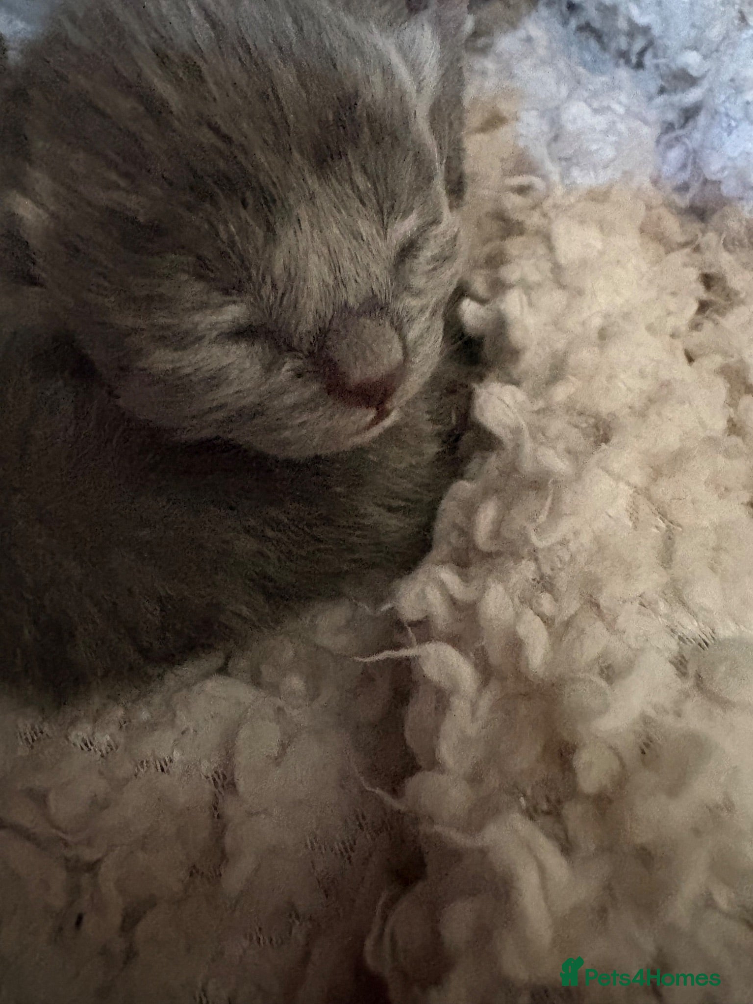 British Shorthair cats Beautiful Blue British Shorthair kittens-just born - Advert 15