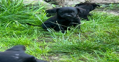 Labrador Retriever dogs - Advert 7