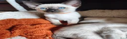 Siamese cats for sale: Gorgeous Siamese kittens!!! - Advert 13