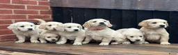 Golden Retriever dogs for sale: *OUTSTANDING* Golden Retriever Puppies  - Advert 6