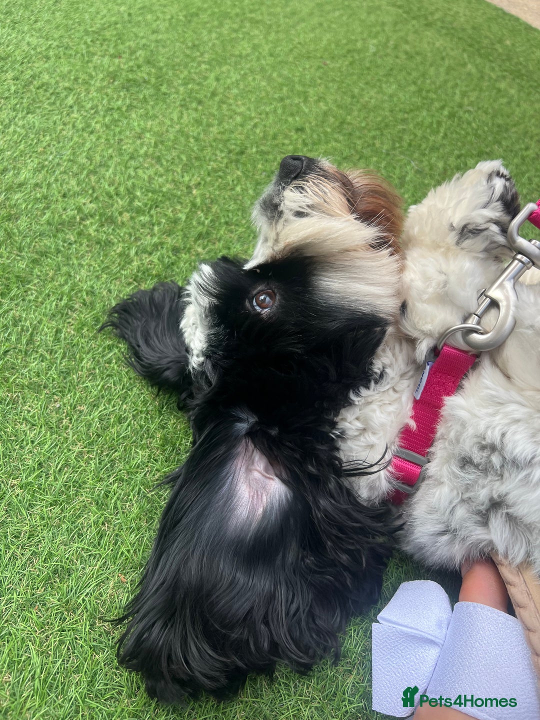 Cockapoo dogs for sale: 16 months cockapoo  - Image 3