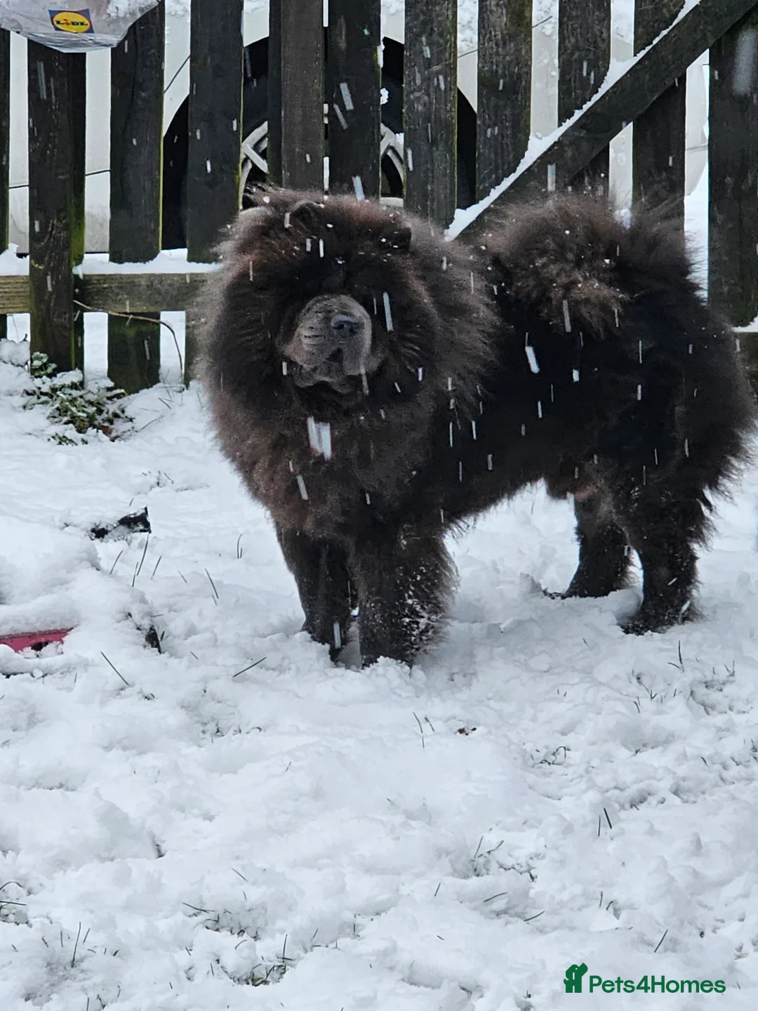 Chow Chow dogs for sale: Chow chow pups kc reg champ lines - Advert 7