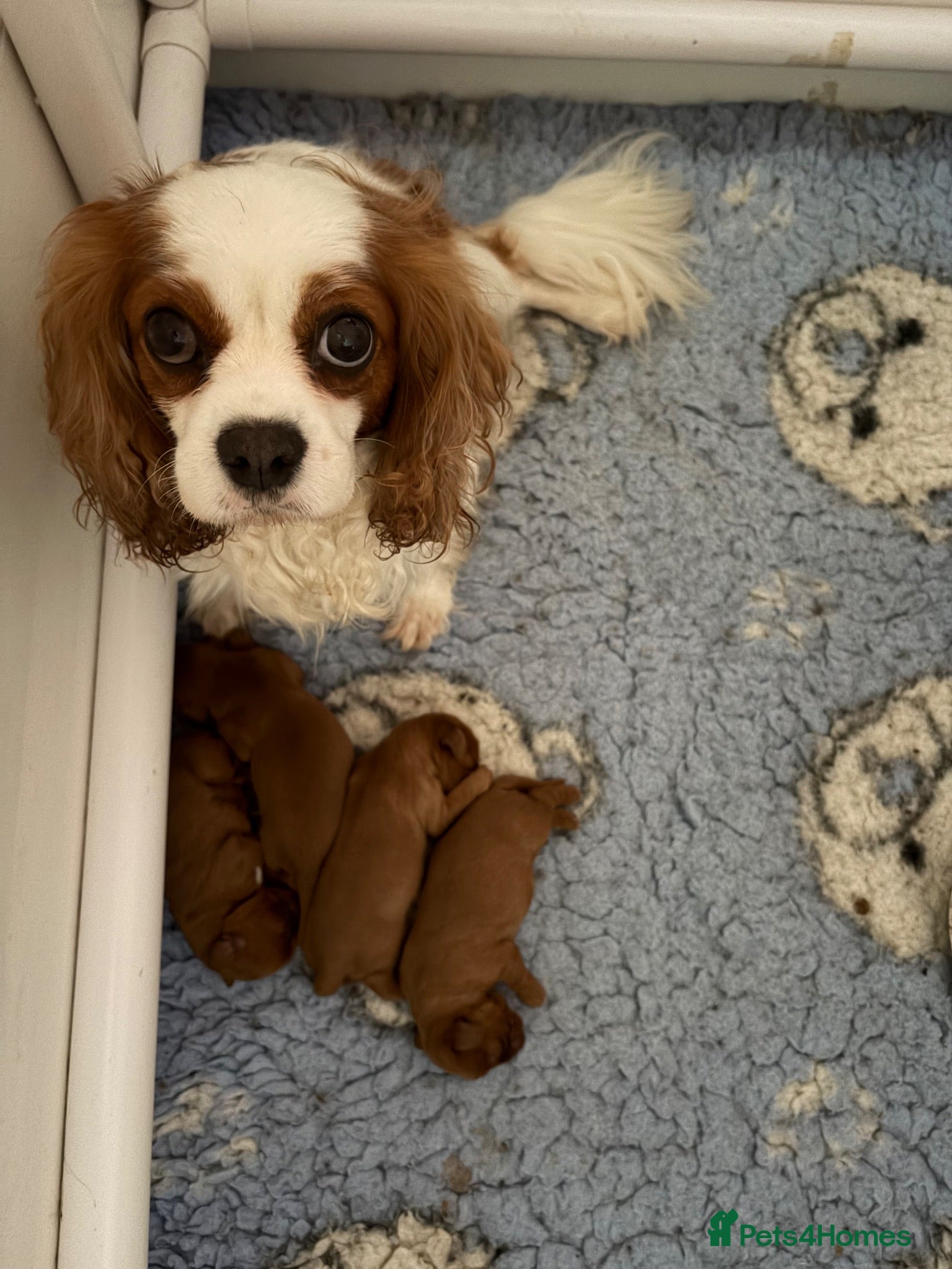 Cavalier King Charles Spaniel dogs Cavalier King Charles Spaniel puppies  - Advert 7