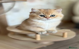 British Shorthair cats for sale: 🌟Adorable Pure BSH 5 kittens 🌟 - Image 15