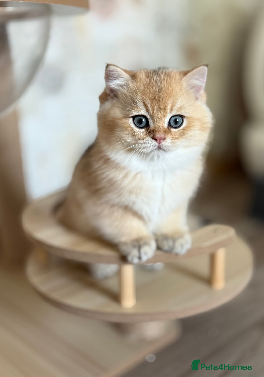 British Shorthair cats for sale: 🌟Adorable Pure BSH 5 kittens 🌟 - Image 15