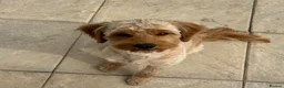 Cavapoo dogs for stud: Cavapoo stud  - Advert 1