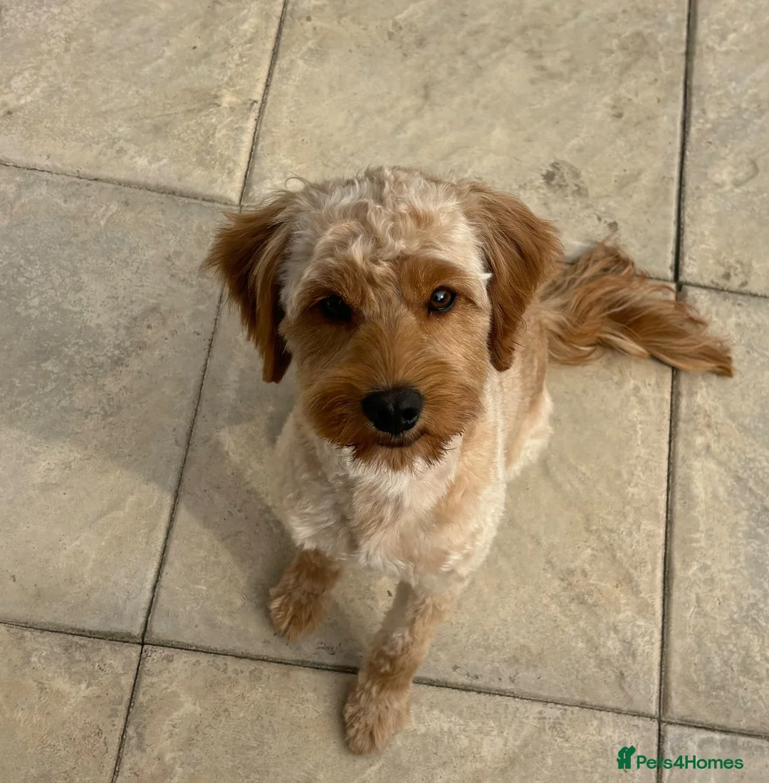 Cavapoo dogs for stud: Cavapoo stud  - Advert 1