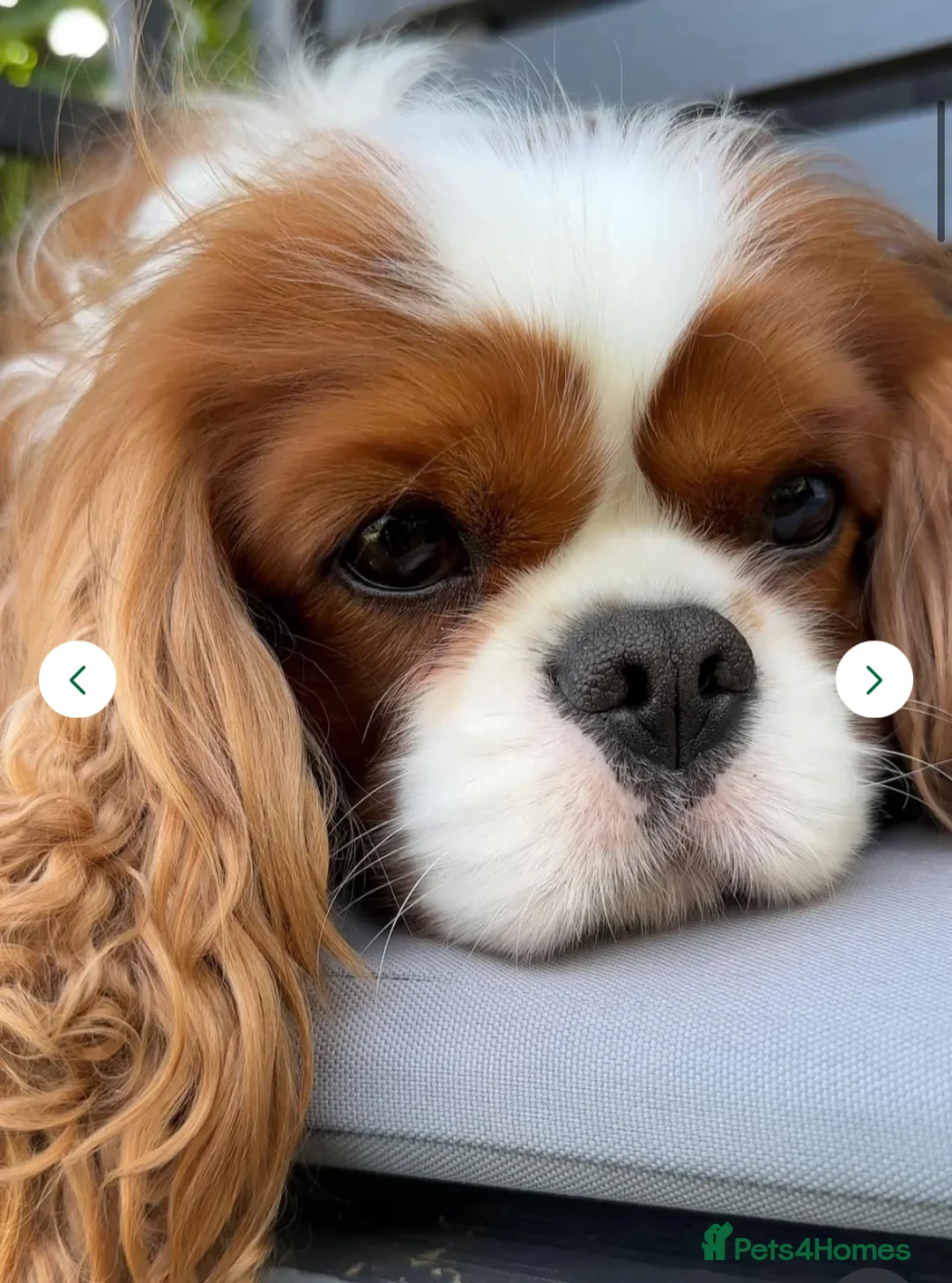 Cavalier King Charles Spaniel dogs for sale: King Charles Cavalier BOY Champion  - Advert 14