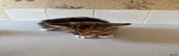 Mixed Breed cats for sale: 🐱 Beautiful Kittens Looking For Their Homes 🐱 in Birmingham - Advert 10