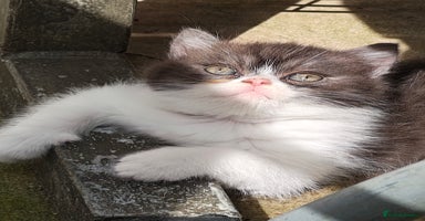 Persian cats - Advert 1