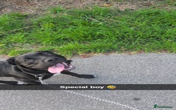 Mixed Breed dogs for sale: Needs a loving home  - Image 12