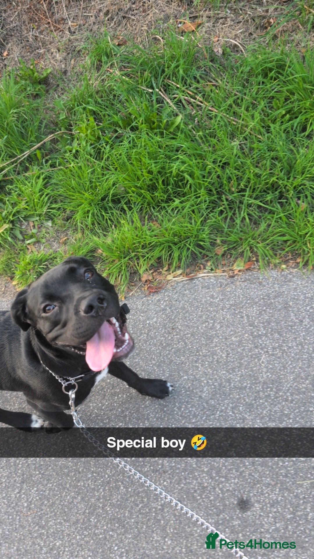 Mixed Breed dogs for sale: Needs a loving home  - Image 12