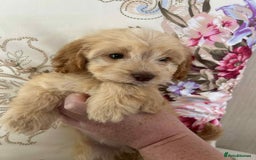Cockapoo dogs for sale: Ready now !!! Apricot cockerpoos - Image 18