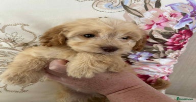 Cockapoo dogs - Advert 1