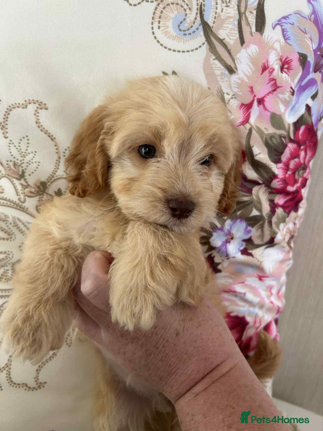 Cockapoo dogs for sale: Ready now !!! Apricot cockerpoos - Image 18