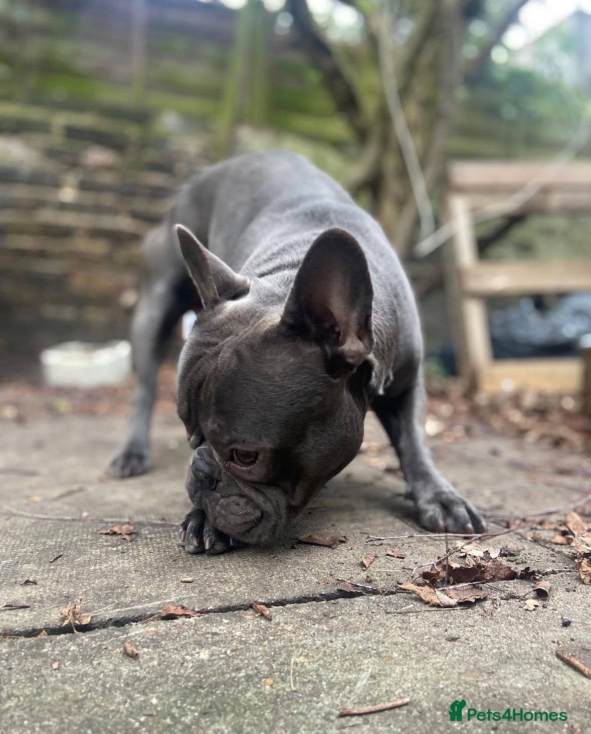 French Bulldog dogs Blue boy KC Registration Stud in London - Advert 23