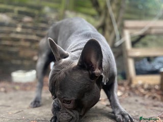 French Bulldog dogs in London - Advert 13