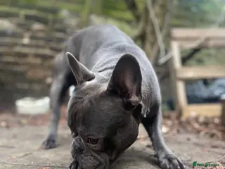 French Bulldog dogs Blue boy KC Registration Stud in London - Advert 16