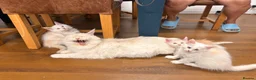 Maine Coon cats for sale: 🐾✨ MAJESTIC MAINE COON KITTENS ✨🐾 - Advert 11