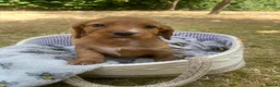 Cocker Spaniel dogs for sale: Stunning Red cocker spaniels  in Norwich - Advert 12