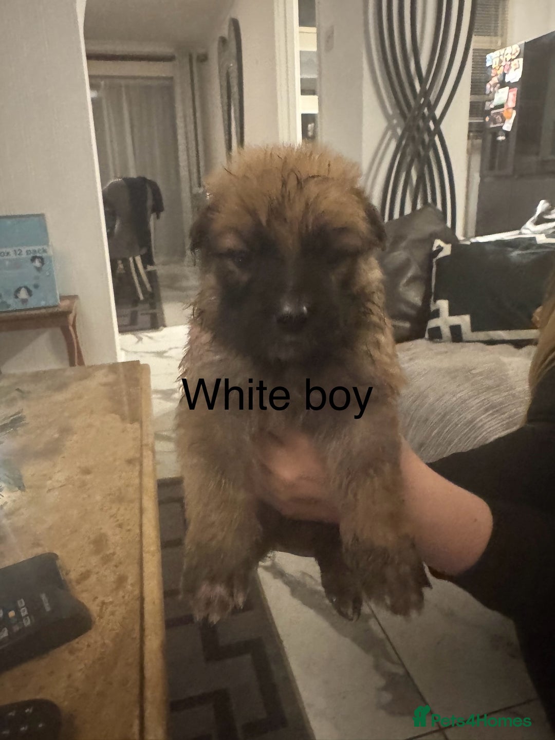 German Shepherd dogs for sale: Long haired German shepherd puppies  - Advert 5