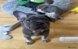 French Bulldog dogs for sale: French Bulldog Puppies - Image 2
