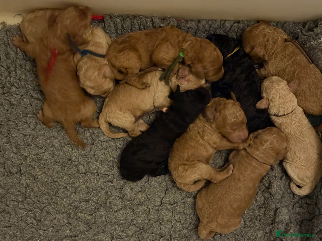 Australian Labradoodle dogs for sale: Extensively health tested Austrailian Labradoodles - Advert 26