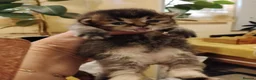 Scottish Fold cats for sale: Beautiful Scottish fold kittens  - Advert 10