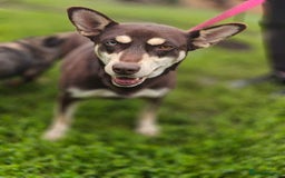 Mixed Breed dogs for adoption: 💖🐶 AZARA 🐶💖 - Image 20