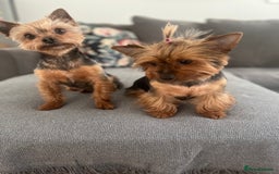 Yorkshire Terrier dogs for sale: ❤️Miniature yorkshire terrier puppies ☘️ - Image 22