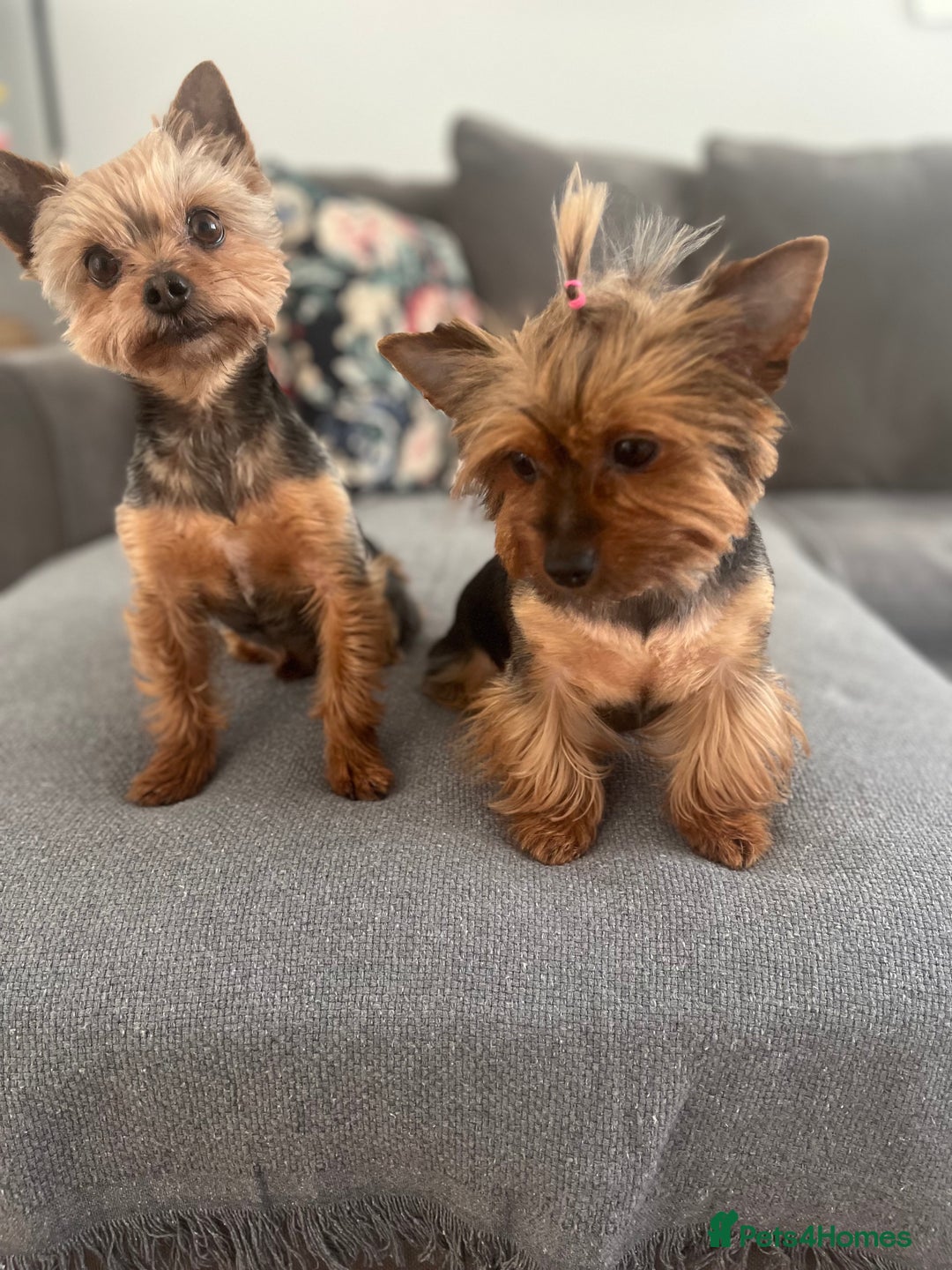 Yorkshire Terrier dogs for sale: ❤️Miniature yorkshire terrier puppies ☘️ - Image 22