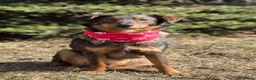 Mixed Breed dogs for adoption: 💙MACHO – A GENTLE 1,5 YEARS LOW-MEDIUM BOY - Advert 8