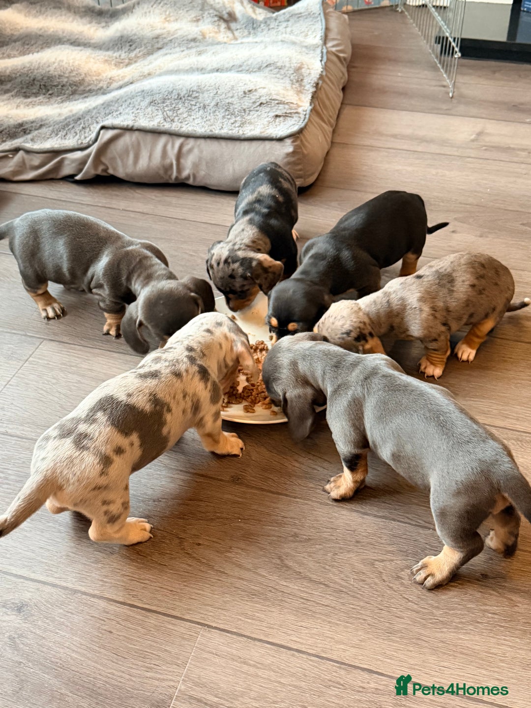 Dachshund dogs for sale: Family dogs first puppies - stunning Dachshunds  - Advert 9