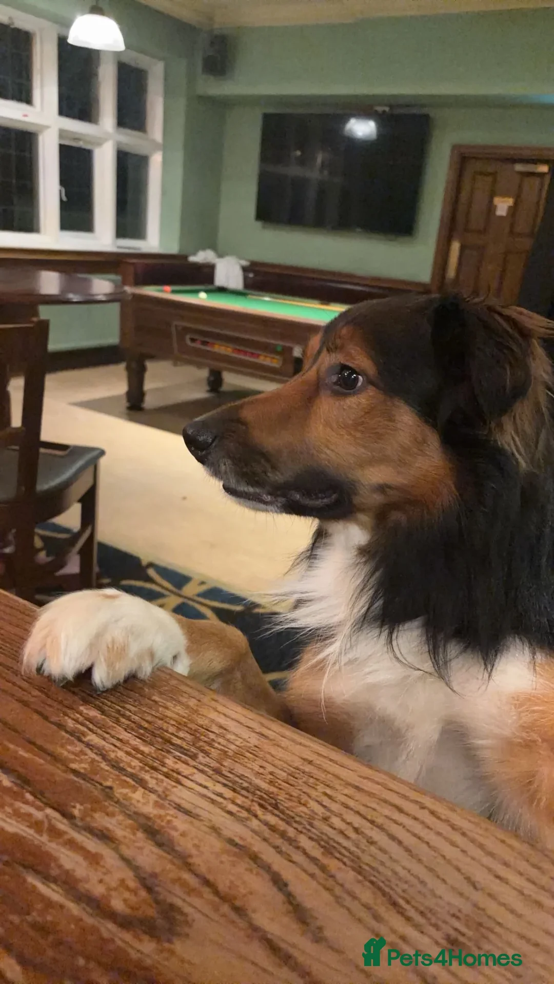 Border Collie dogs for stud: 5 year old Border Collie for stud  in Huddersfield - Advert 4