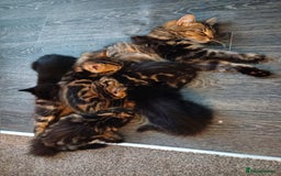 Mixed Breed cats for sale: Adorable kittens for sale - Image 10