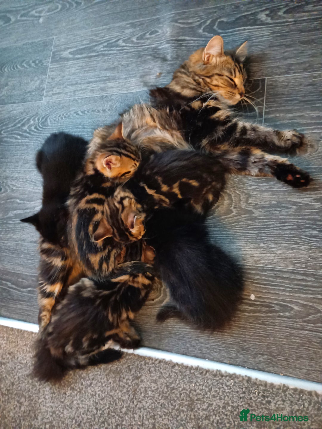 Mixed Breed cats for sale: Adorable kittens for sale - Image 10
