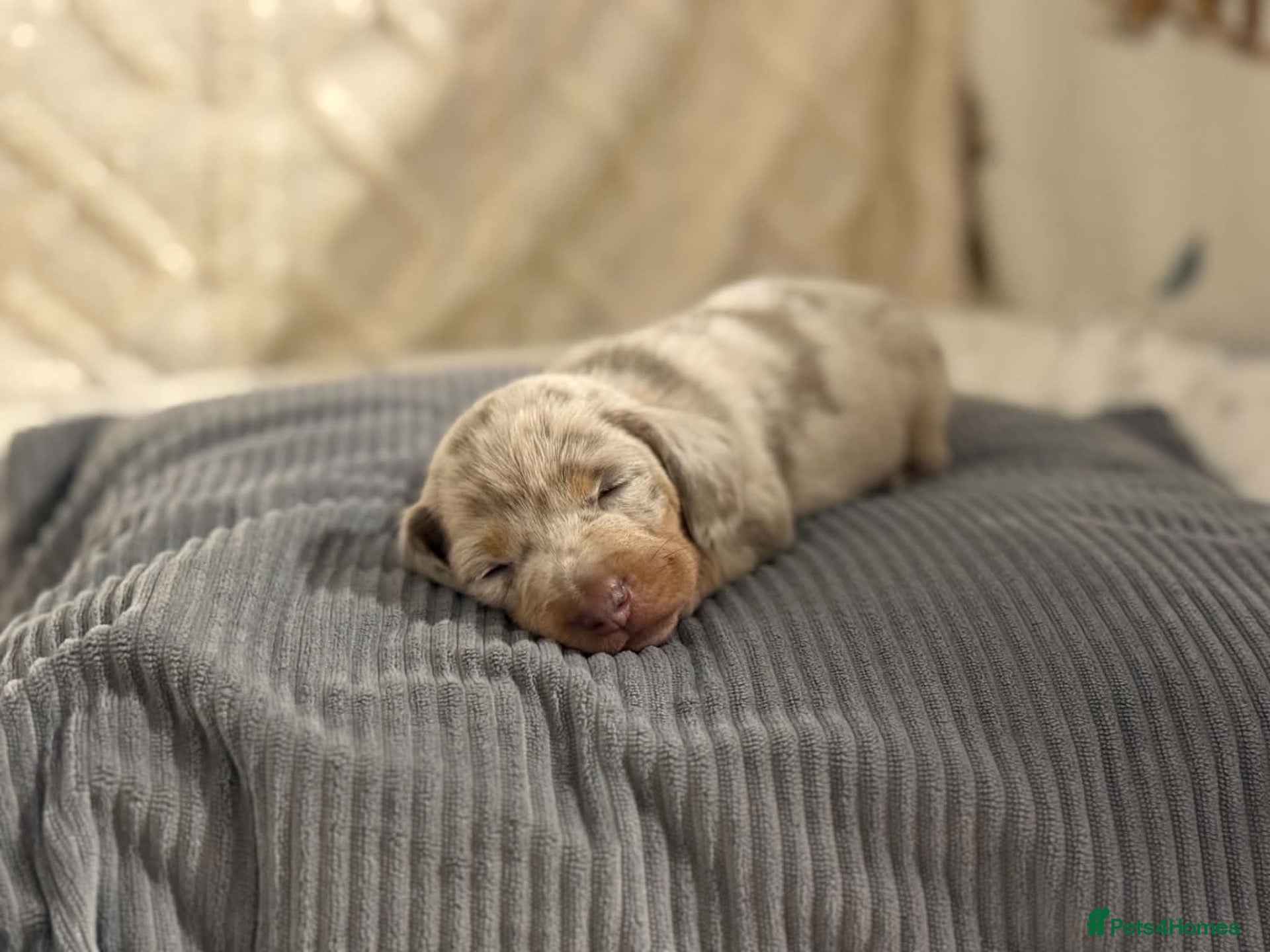 Dachshund dogs Gorgeous Miniature Dachshunds  - Advert 1