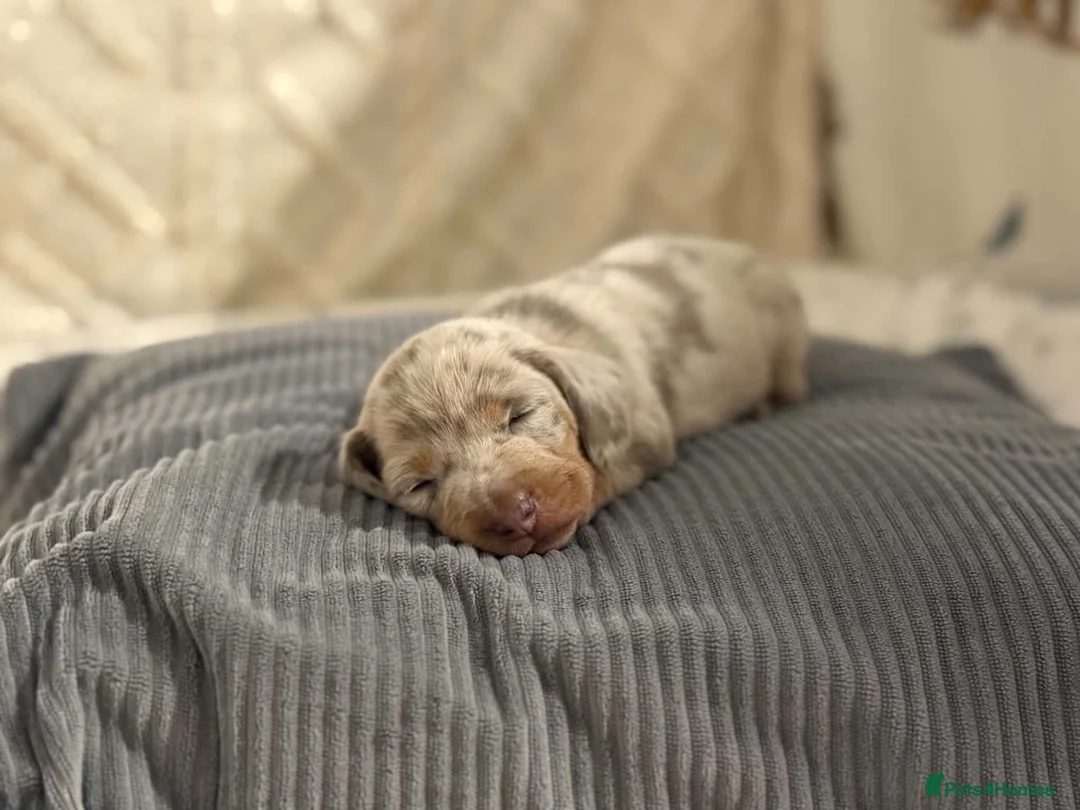 Dachshund dogs for sale: Gorgeous Miniature Dachshunds  in Deal - Advert 1