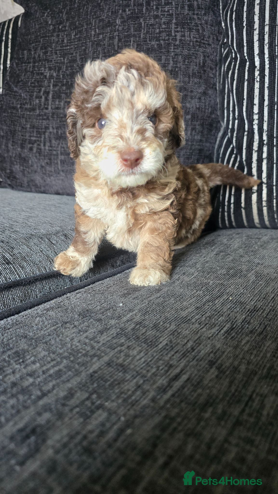 Cockapoo dogs F1BB cockapoo's for sale  - Advert 9