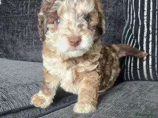 Cockapoo dogs F1BB cockapoo's for sale - Advert 9
