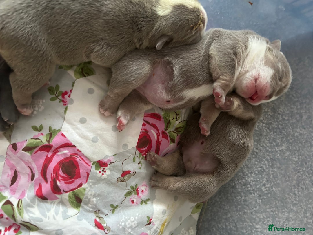 English Bulldog dogs for sale: 4 beautiful strong puppies - Advert 3