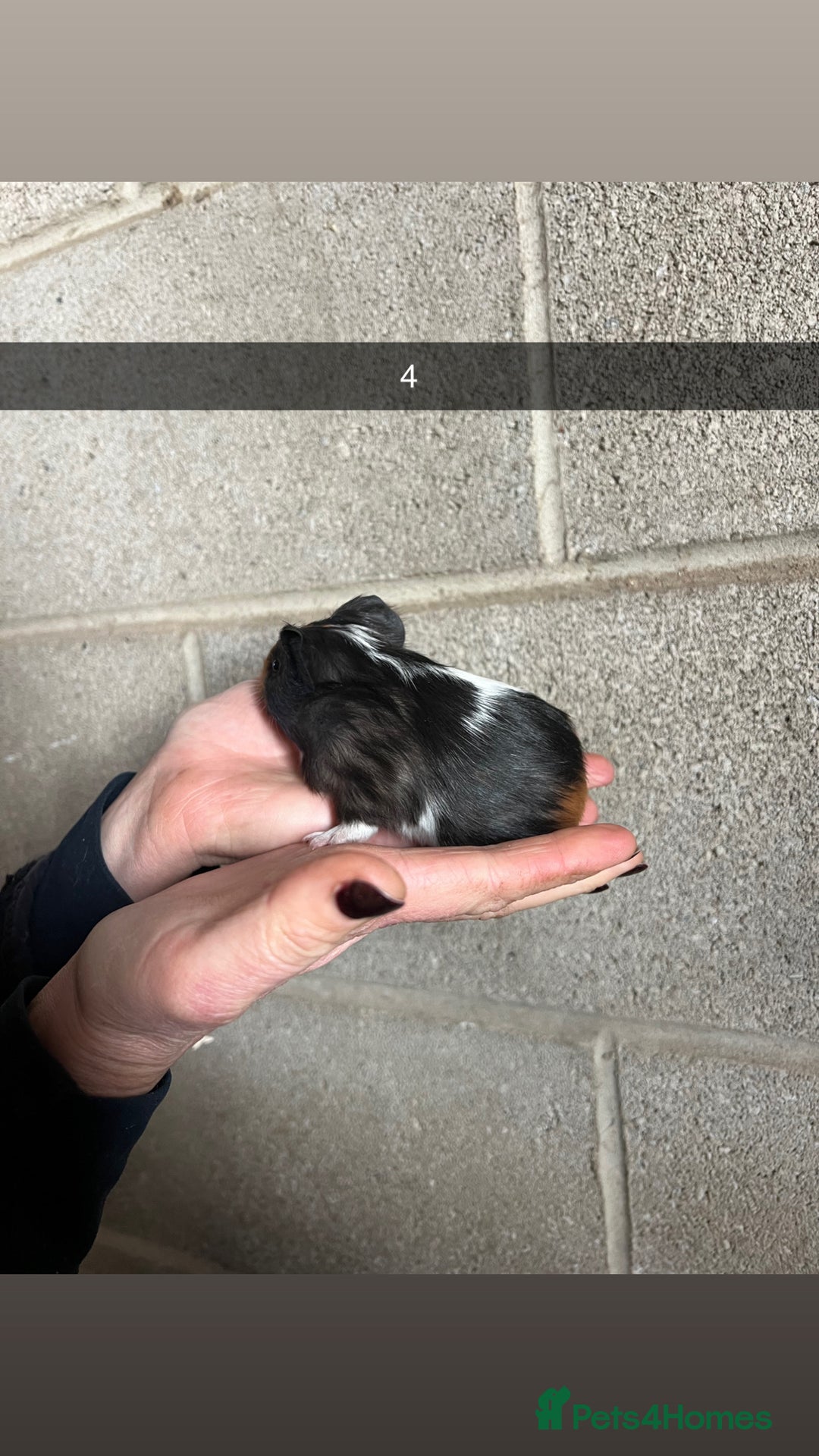 Guinea Pig rodents for sale: The perfect Christmas guinea pig!  - Advert 11