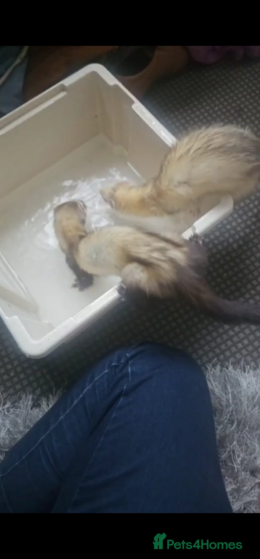 Ferret rodents for sale: 2 female  - Image 1
