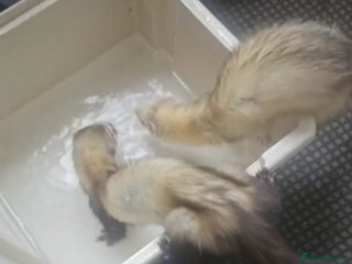 Ferret rodents for sale - Advert 1