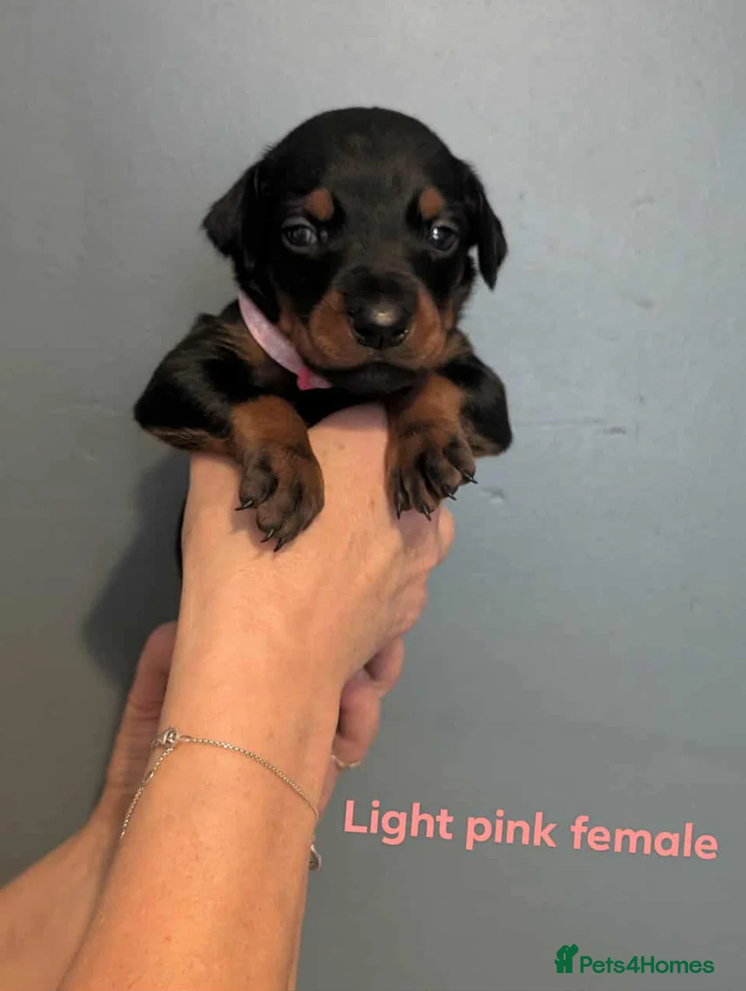 Dobermann dogs for sale: Doberman puppies " all reserved " - Advert 22