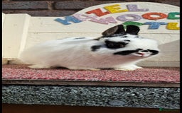 Mini Lion Lop rabbits for sale: Adult rabbits looking for new families.  - Image 3