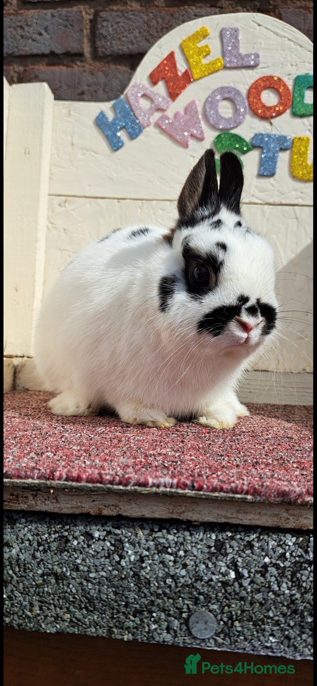 Mini Lion Lop rabbits for sale: Adult rabbits looking for new families.  - Image 3