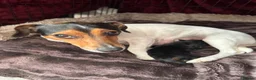 Jack Russell dogs for sale: Gorgeous, smooth coated Jack, short legged Jack  - Advert 11