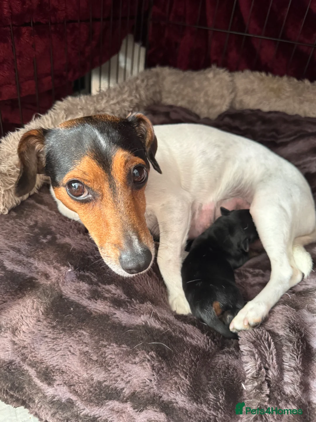Jack Russell dogs for sale: Gorgeous, smooth coated Jack, short legged Jack  - Advert 11