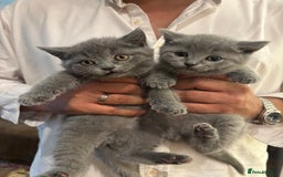 British Shorthair cats for sale: Beautiful Chunky British Shorthair Kittens Pure - Image 8
